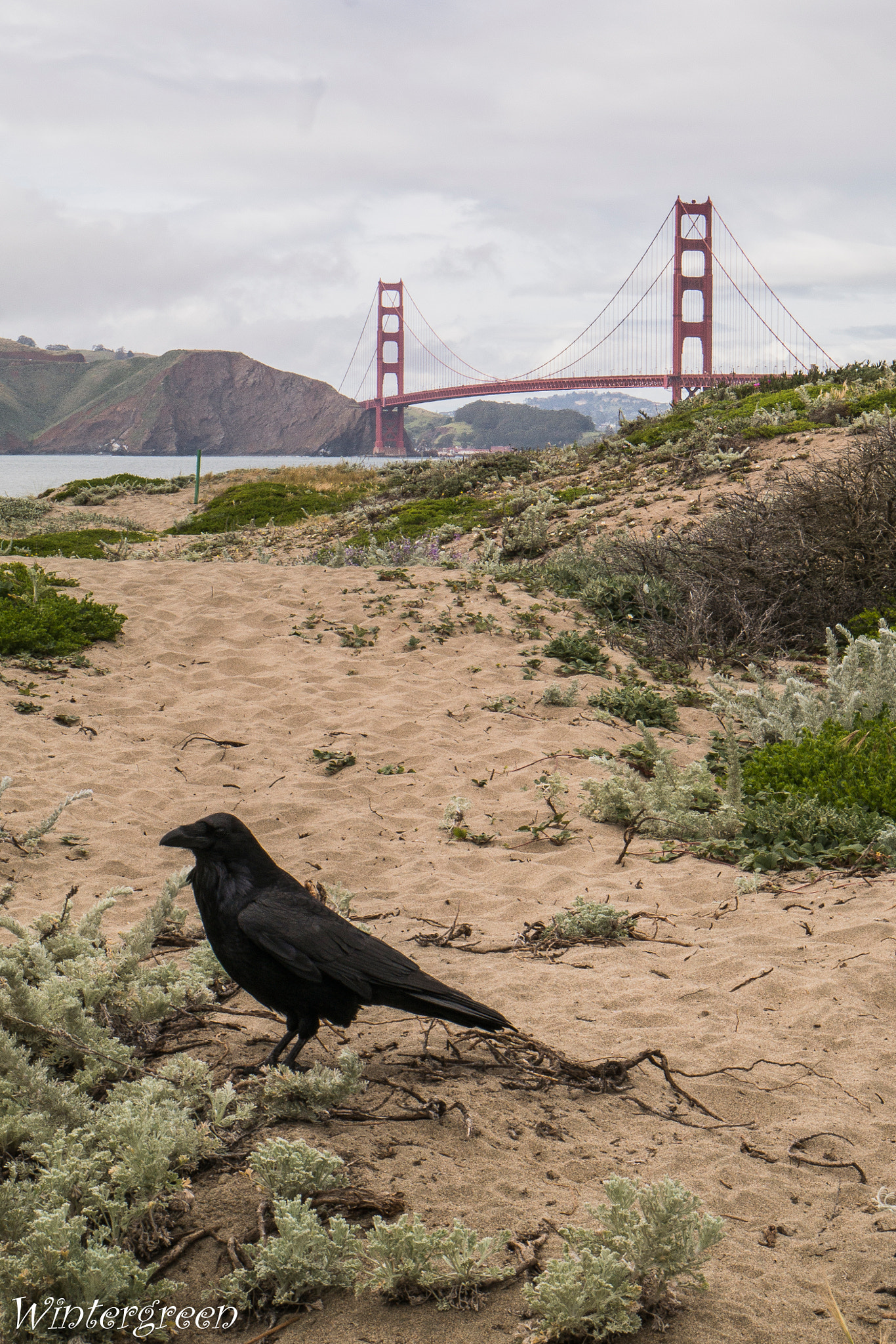 Samsung NX300M sample photo. Crow and golden gate bridge photography