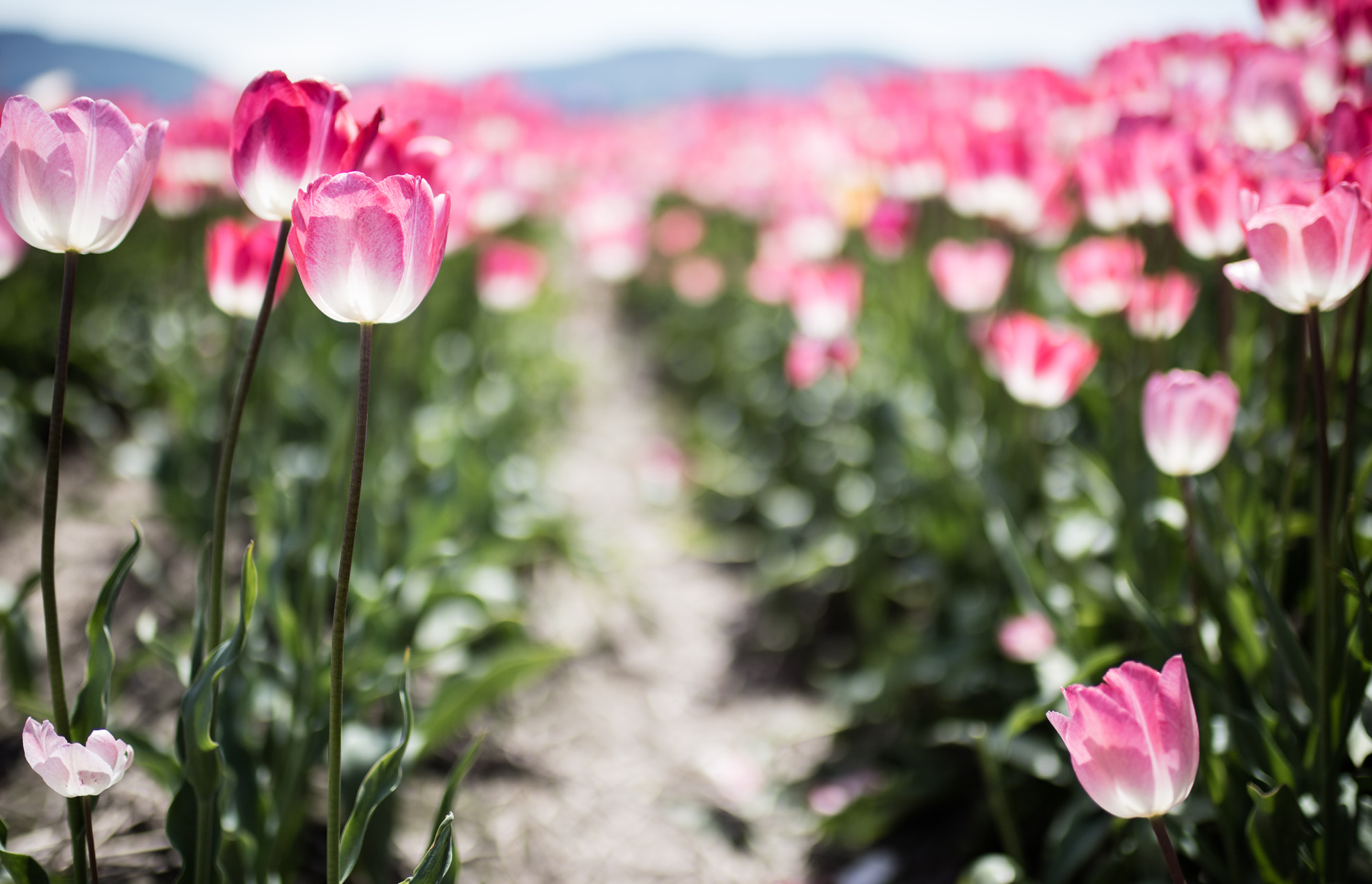 Canon EOS 5DS R sample photo. Tulip season photography