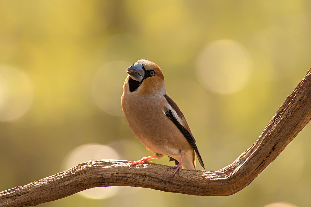 Sony ILCA-77M2 + Minolta AF 400mm F4.5 HS-APO G sample photo. Appelvink photography