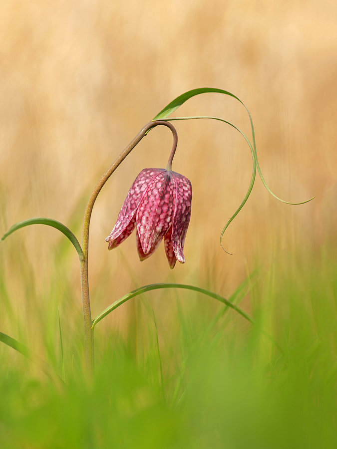 Sony SLT-A77 + Minolta AF 100mm F2.8 Macro [New] sample photo. Kievitsbloem photography
