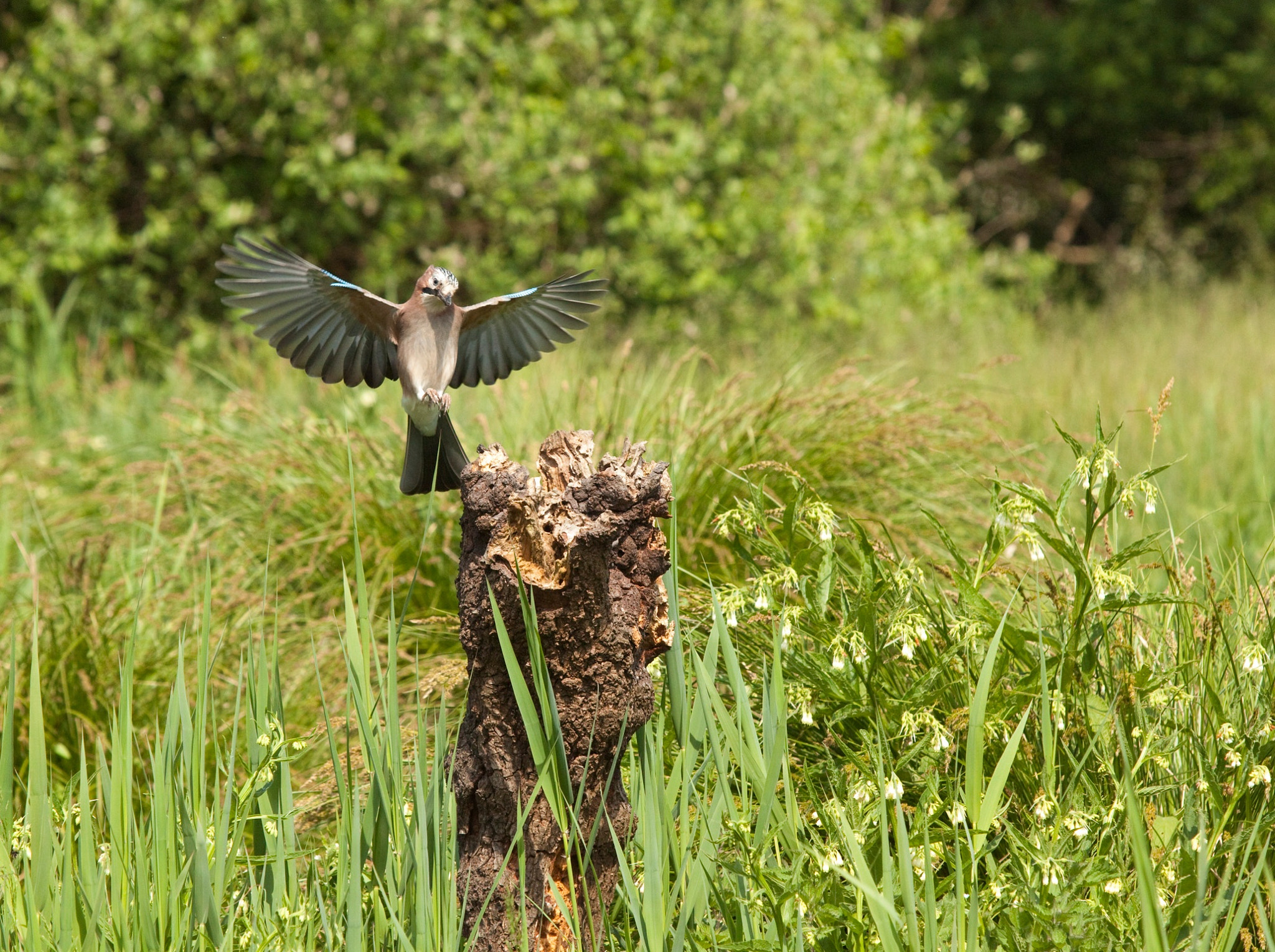 Canon EF 70-200mm F2.8L IS USM sample photo