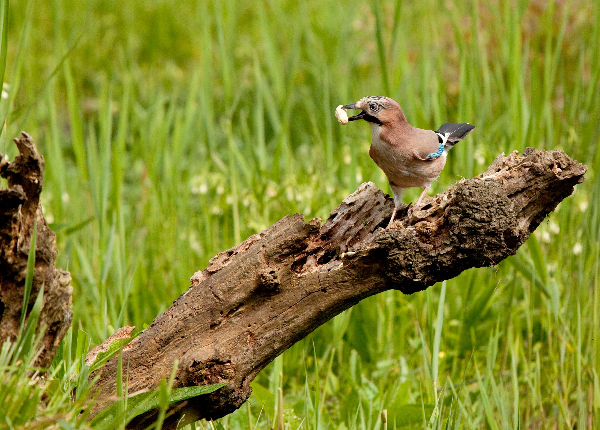 Canon EF 70-200mm F2.8L IS USM sample photo