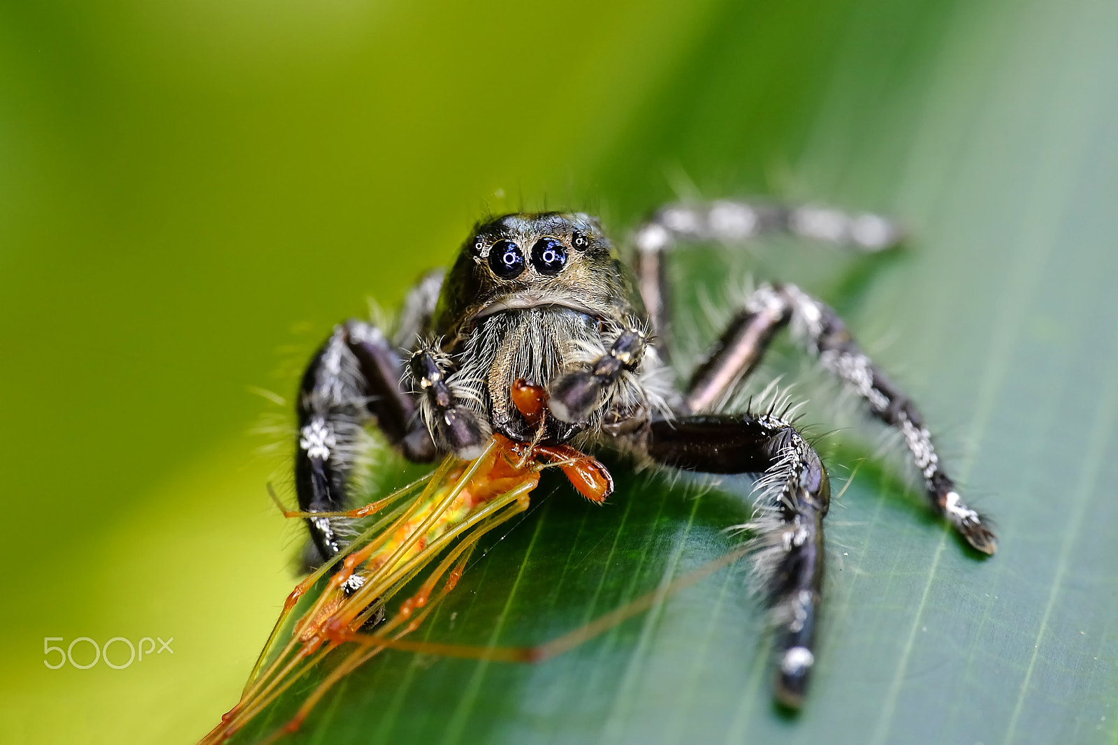 Fujifilm X-M1 + Fujifilm XC 50-230mm F4.5-6.7 OIS II sample photo. Spider catch it's prey photography