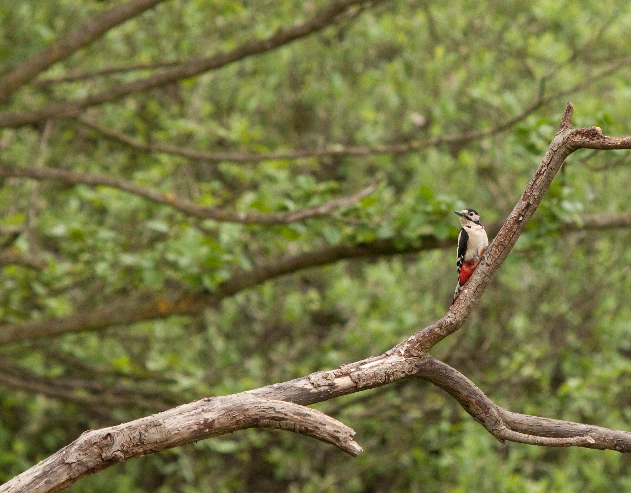 Canon EF 70-200mm F2.8L IS USM sample photo