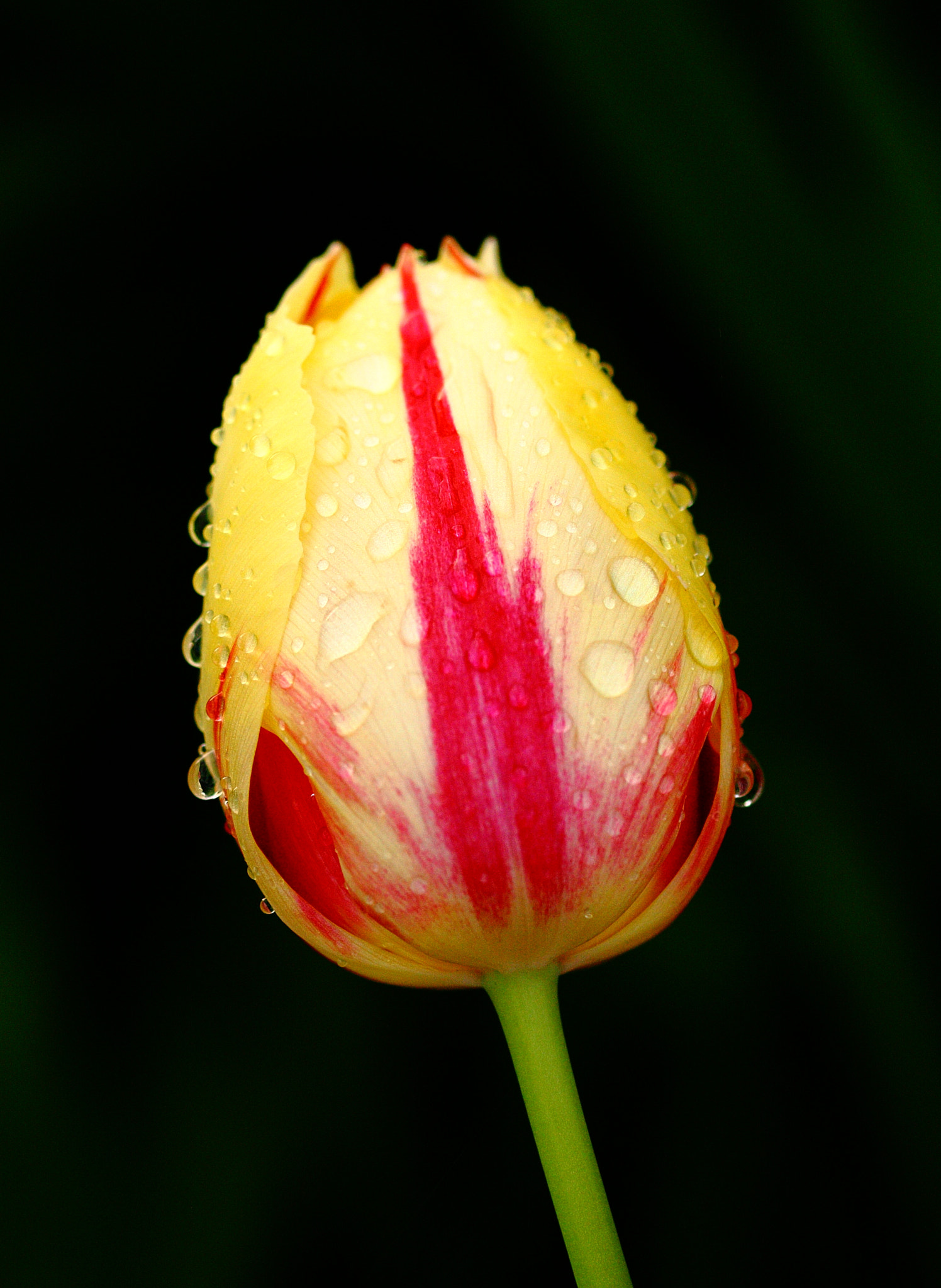 Sigma 105mm F2.8 EX DG OS HSM sample photo. Lulip ll photography
