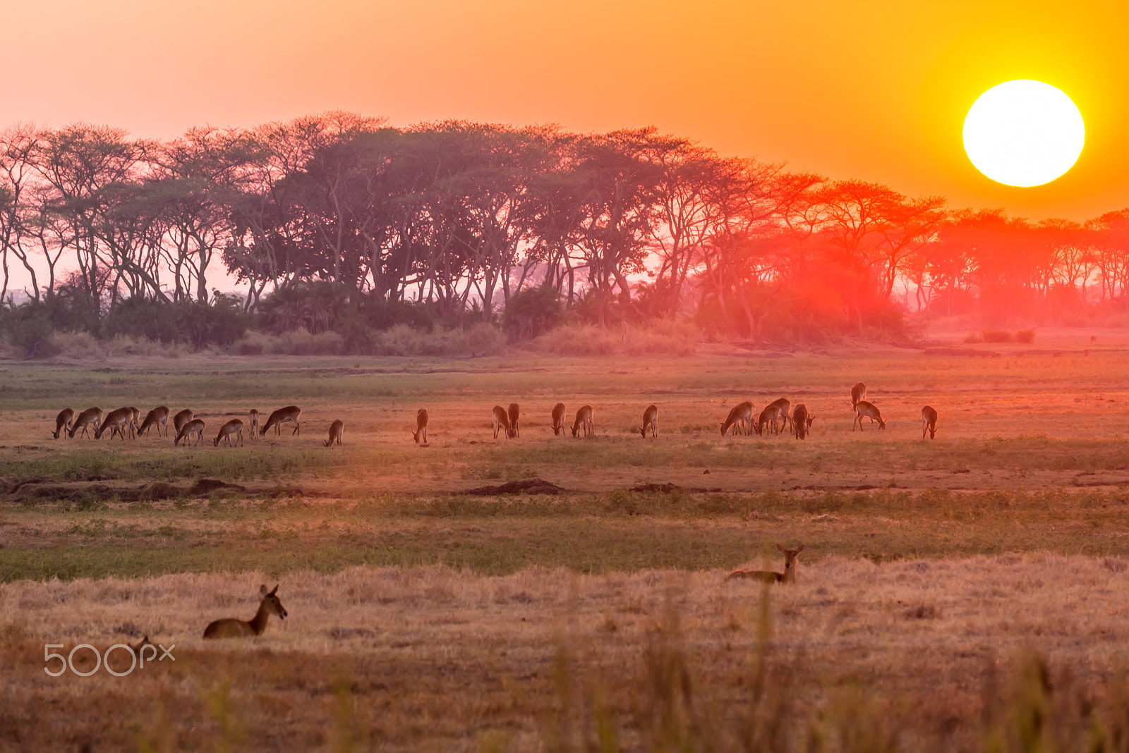Nikon D600 sample photo. Sunrise in kafue np.jpg photography