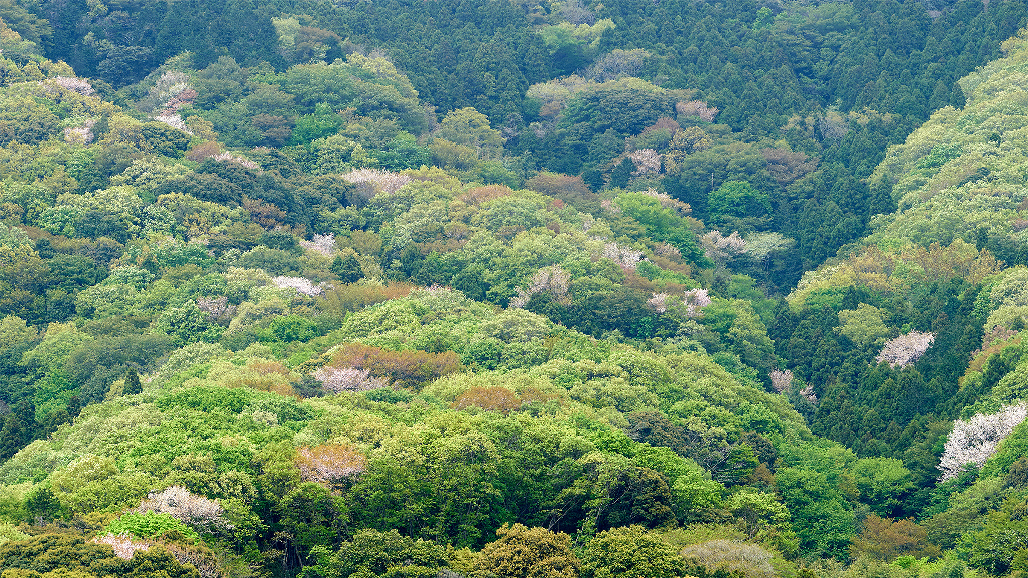 Sony a7 II + Sony 70-400mm F4-5.6 G SSM II sample photo. Mountain surface in late spring photography