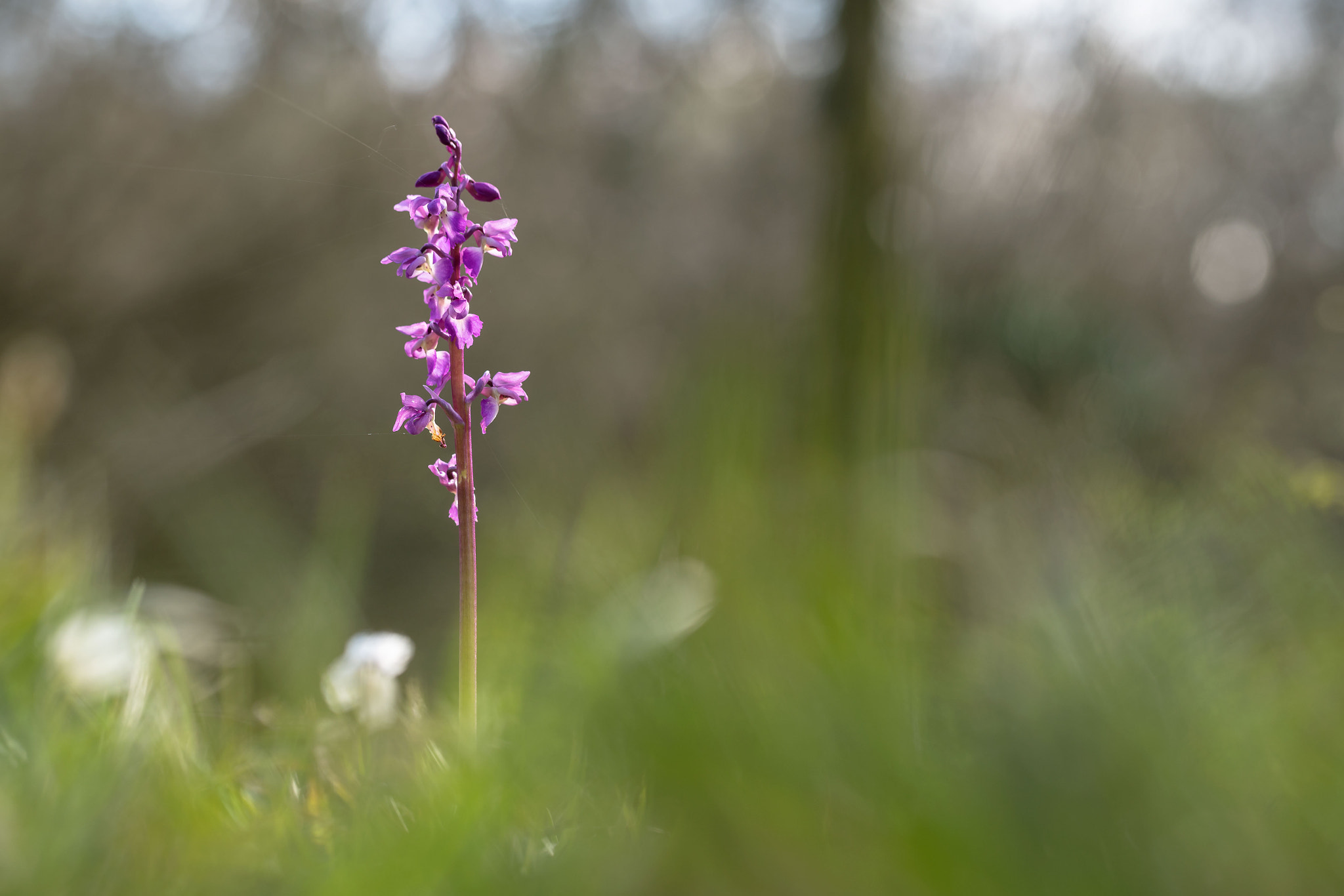 Sony a7R II + Canon EF 100mm F2.8L Macro IS USM sample photo. Early purple orchid photography