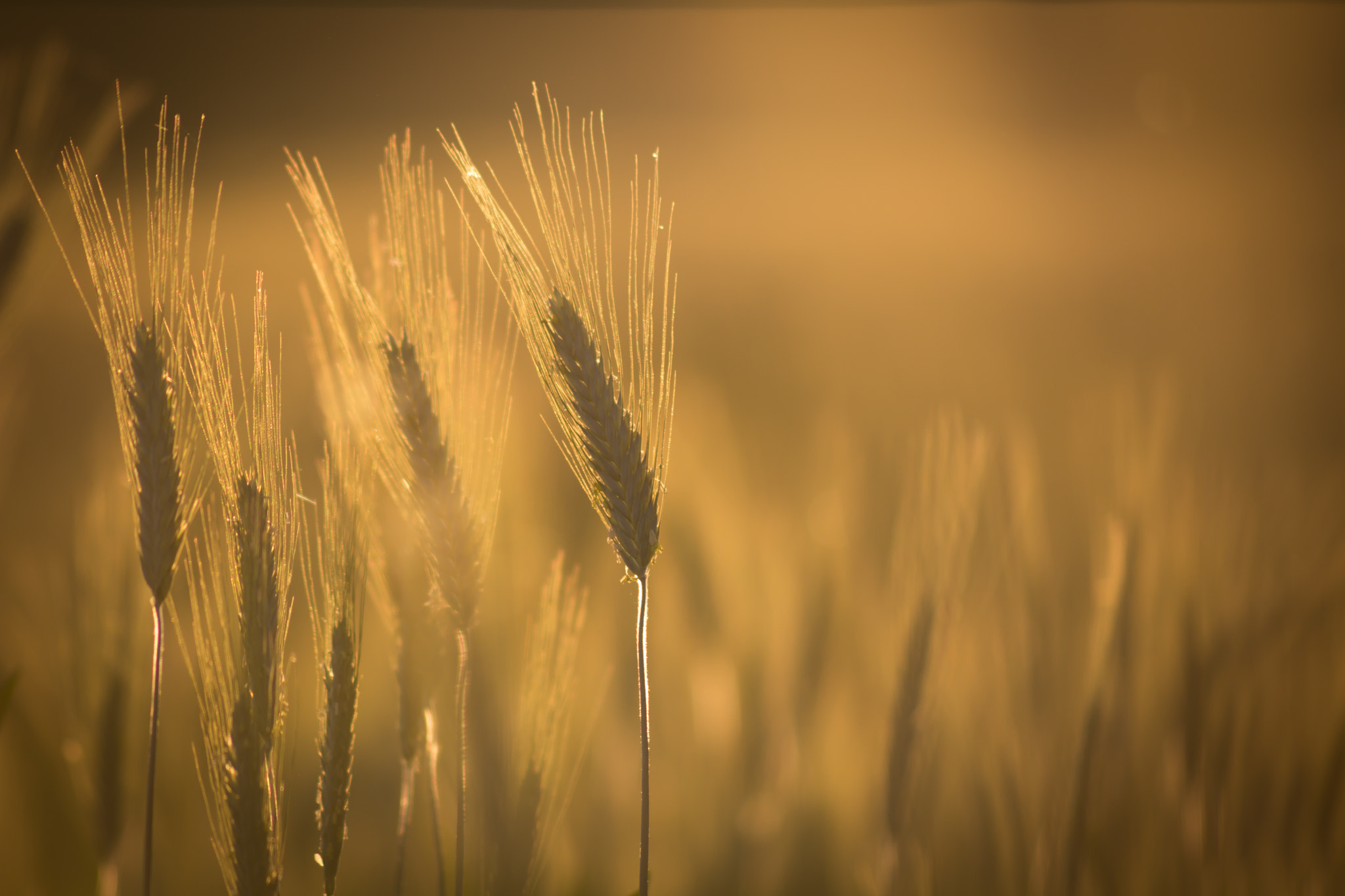 Sigma 70-300mm F4-5.6 APO DG Macro sample photo. Wheat photography