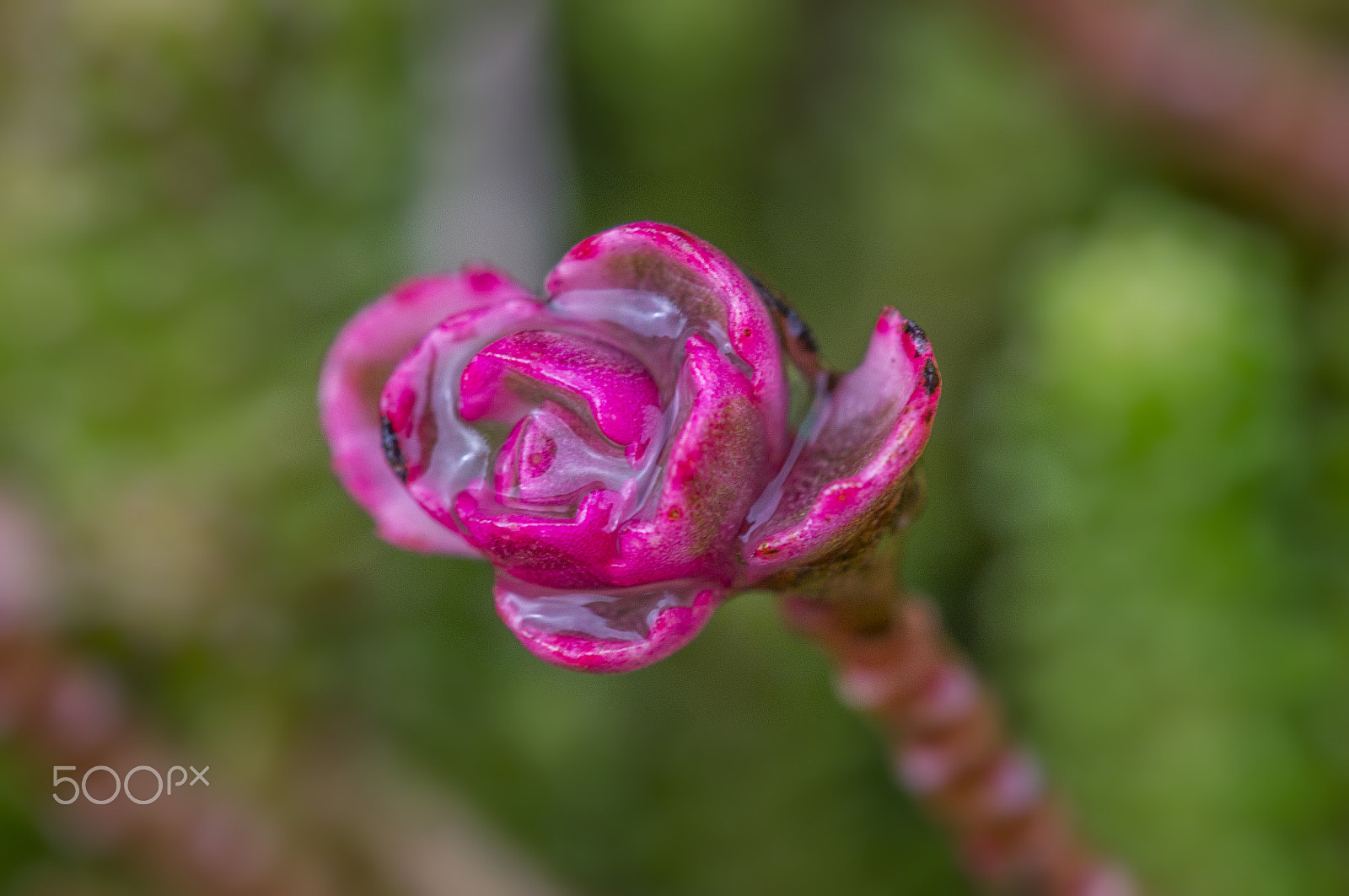 Sony SLT-A57 + Minolta AF 100mm F2.8 Macro [New] sample photo. Sedum in the rain photography