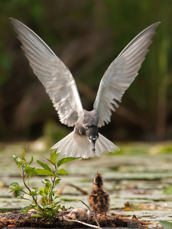 Sony Alpha DSLR-A700 + Minolta AF 400mm F4.5 HS-APO G sample photo. Zwartestern photography