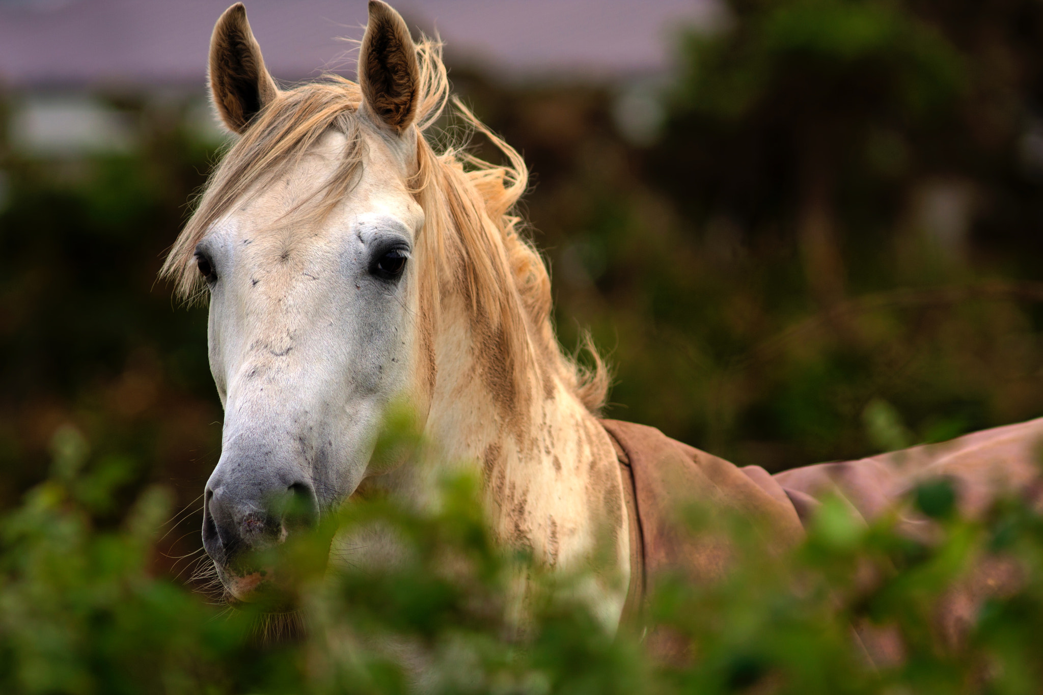 Canon EOS 40D + Canon EF 300mm F4L IS USM sample photo. Giving. bokeh effect to a photograph highlights th ... photography