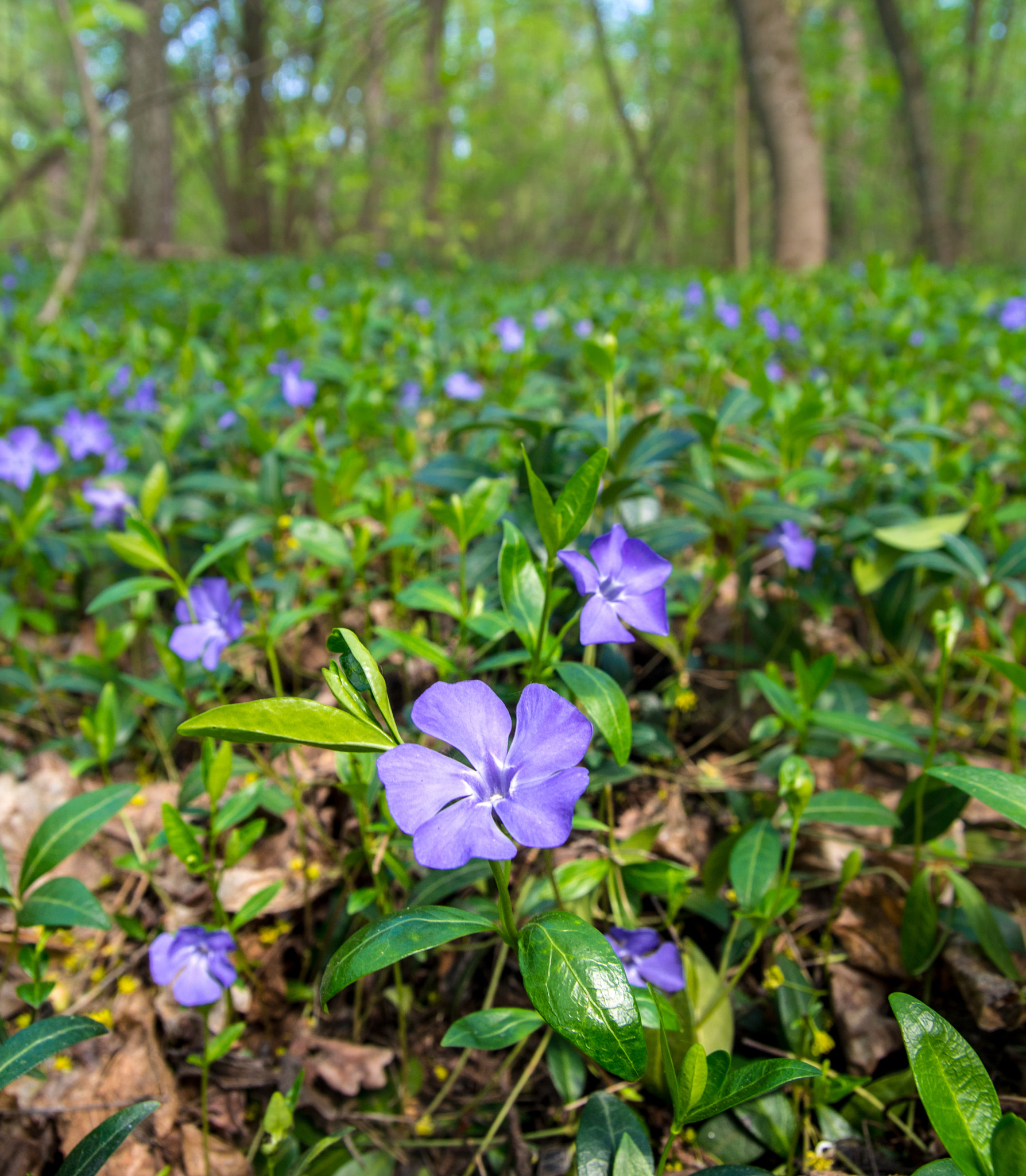 Pentax K-30 + Tamron SP AF 17-50mm F2.8 XR Di II LD Aspherical (IF) sample photo. Periwinkles meadow photography