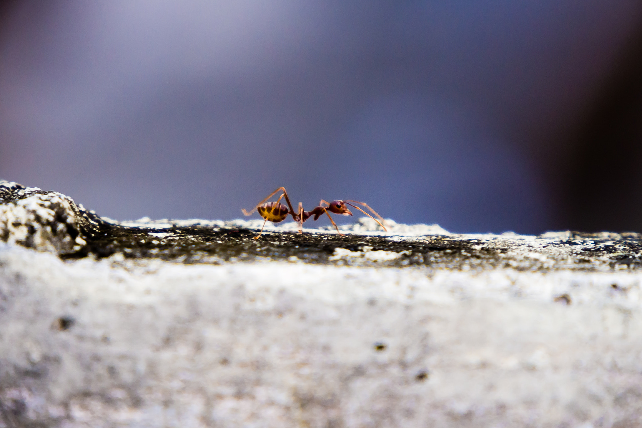 Olympus PEN E-PL5 sample photo. Giant... photography