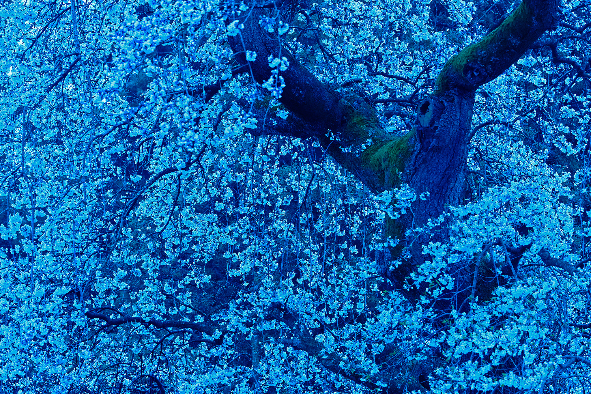 Sony 70-400mm F4-5.6 G SSM II sample photo. Old cherry tree blossoms photography