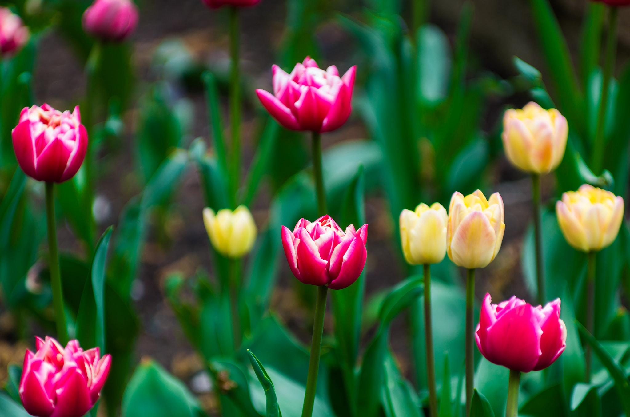 Pentax K-500 sample photo. Blossoms of flowers photography