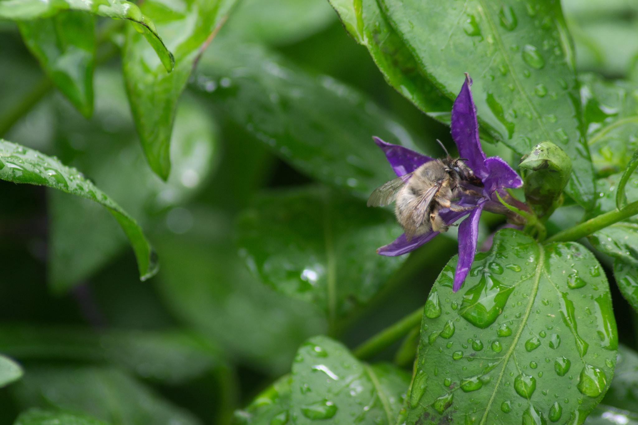 Nikon D5300 + Nikon AF Nikkor 70-300mm F4-5.6G sample photo. Bees have to work even in the rain photography