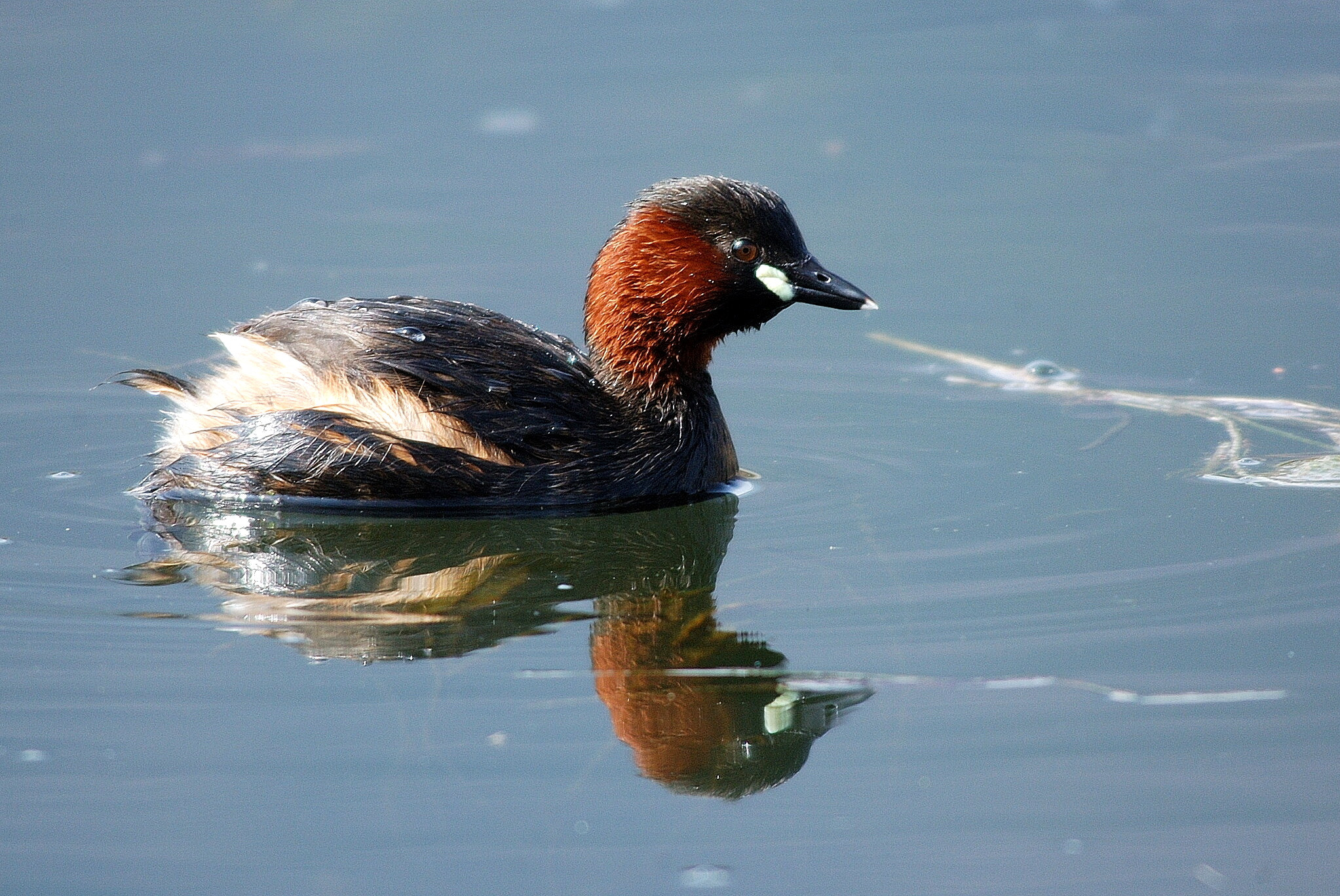 Nikon D100 + Sigma 80-400mm F4.5-5.6 EX OS sample photo. Tachybaptus ruficollis photography