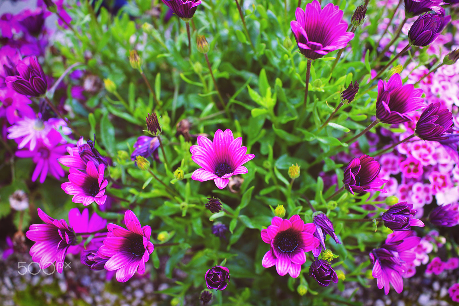 Sony Cyber-shot DSC-RX1R + Sony 35mm F2.0 sample photo. African daisy photography