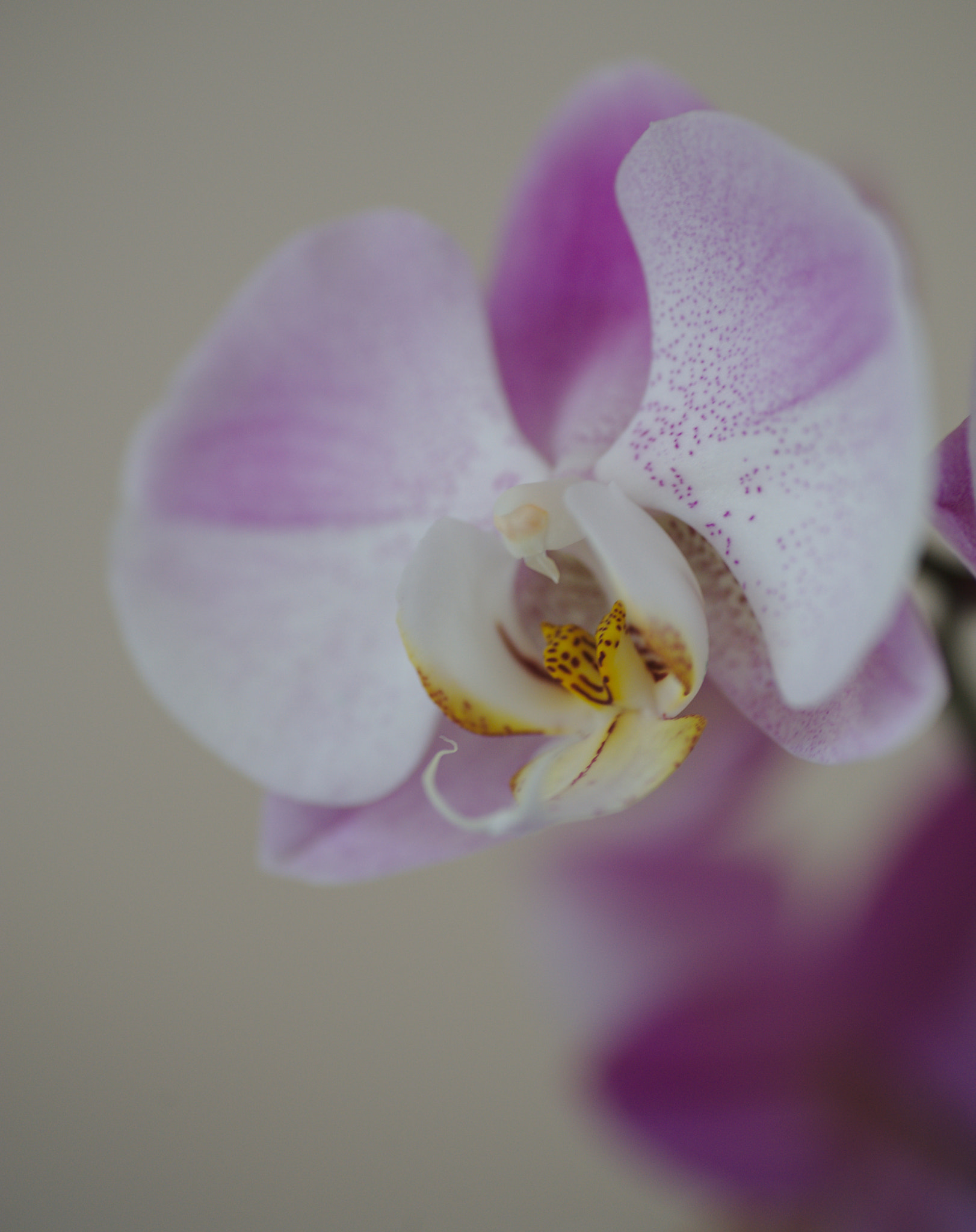 Nikon D3 + Tamron SP 90mm F2.8 Di VC USD 1:1 Macro sample photo. Orchidea photography