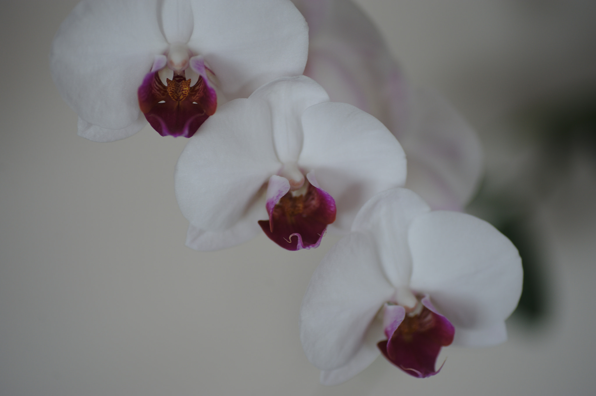 Nikon D3 sample photo. Orchidea photography