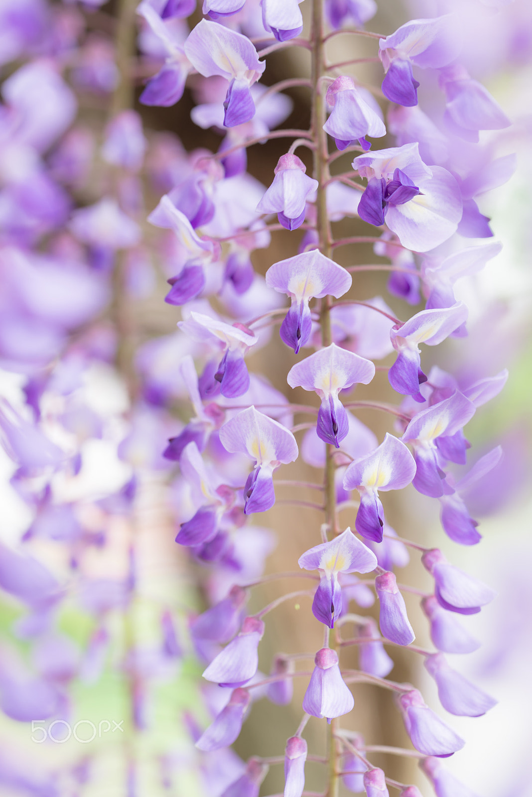 Nikon D600 sample photo. Japanese wisteria photography