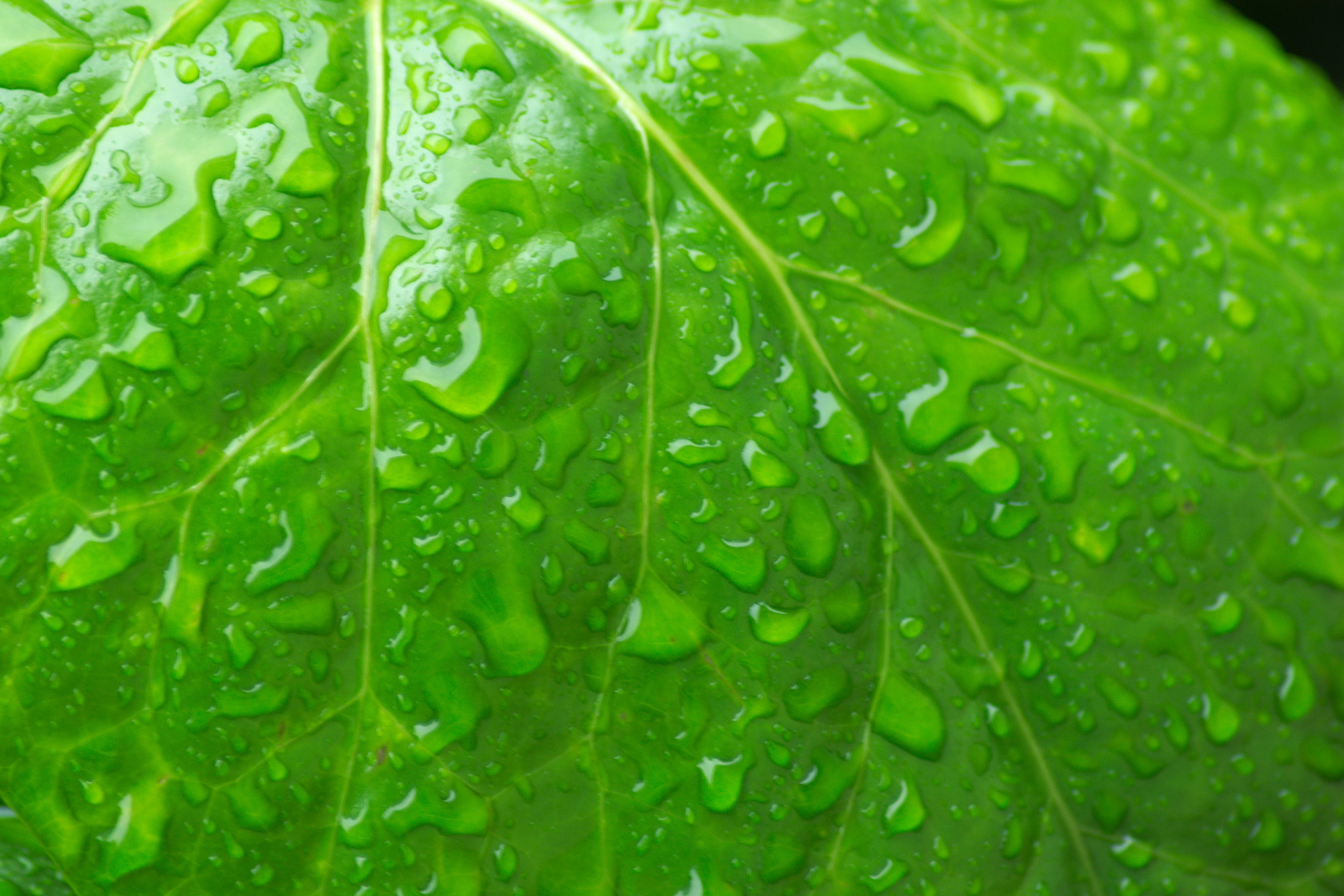 Nikon AF Nikkor 70-300mm F4-5.6G sample photo. Droplets photography