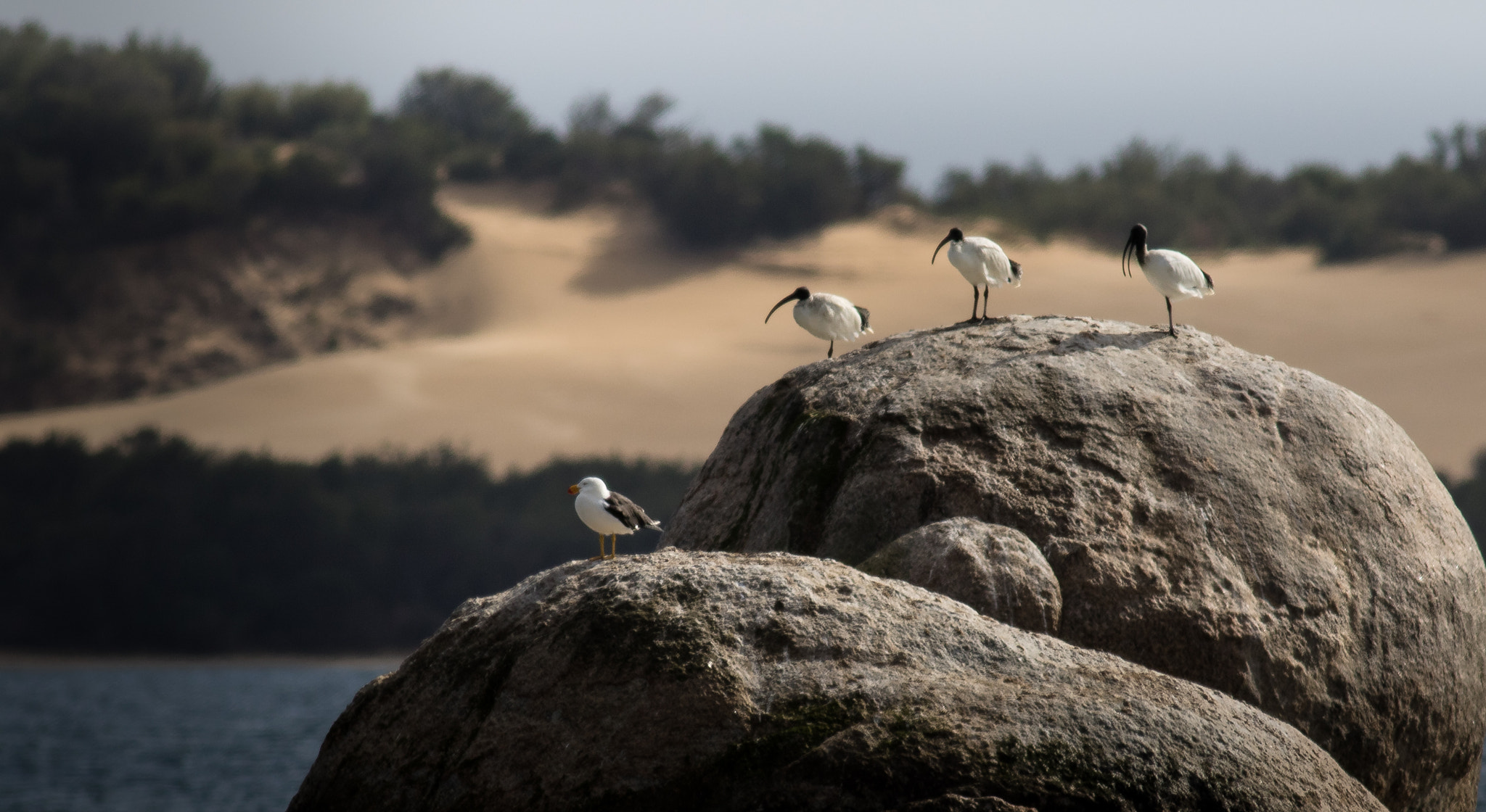 Canon EOS 7D Mark II + Canon EF 400mm F5.6L USM sample photo. Three ibus sitting on a rock photography