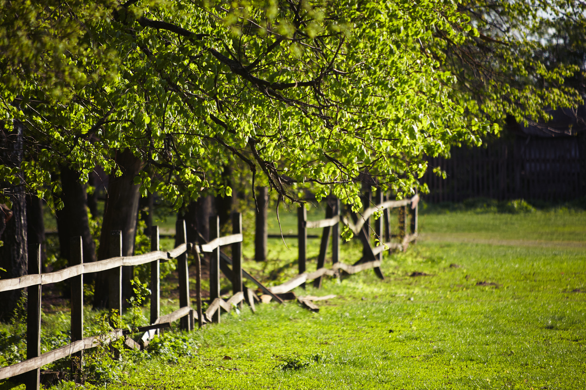 Canon EOS-1Ds Mark III + Canon EF 35-350mm F3.5-5.6L USM sample photo. Fence photography