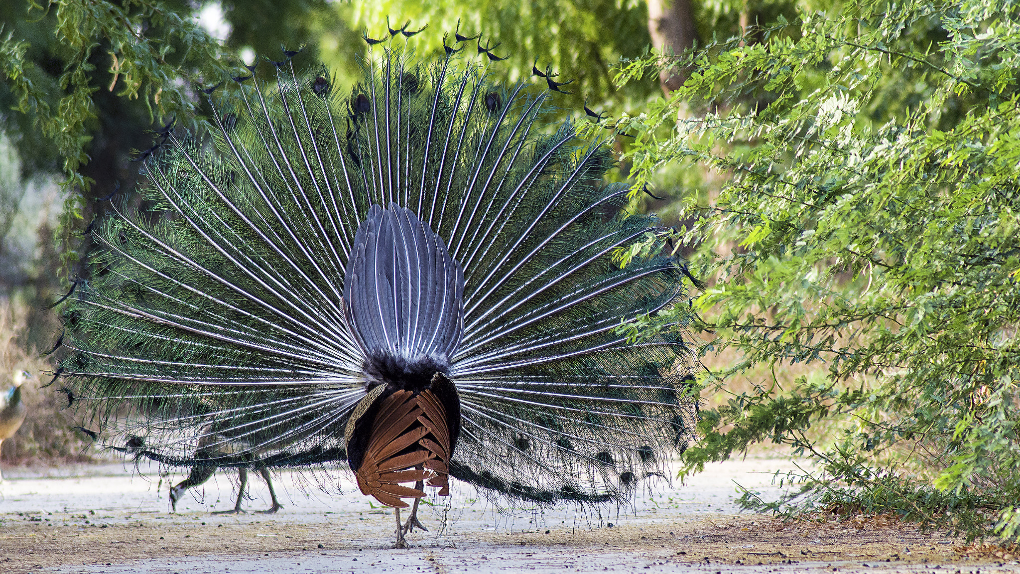 Pentax K-50 + Tamron AF 70-300mm F4-5.6 Di LD Macro sample photo. Peacock 2 photography