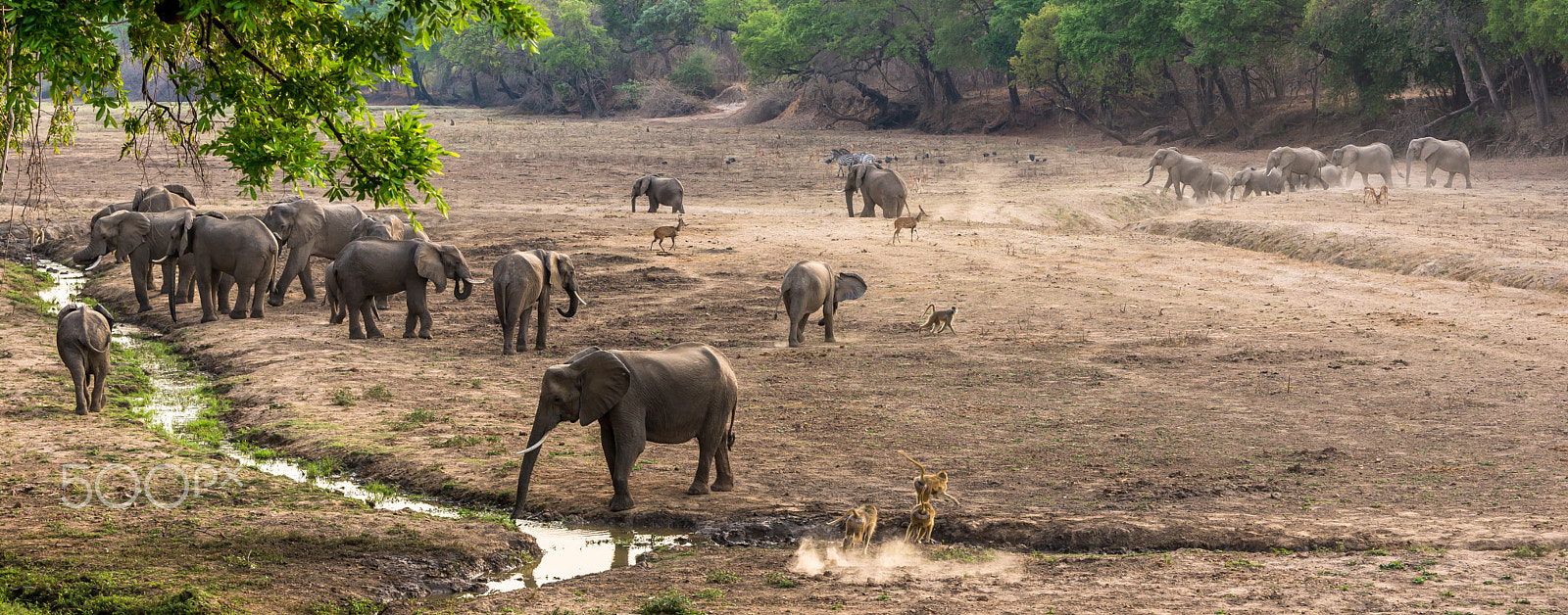 Nikon D600 sample photo. Elephant herd.jpg photography