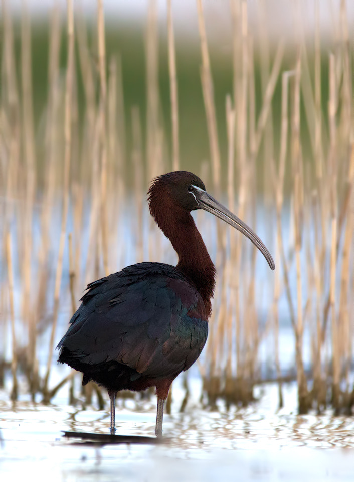 Sigma 150-500mm F5-6.3 DG OS HSM sample photo. 416890875635 photography