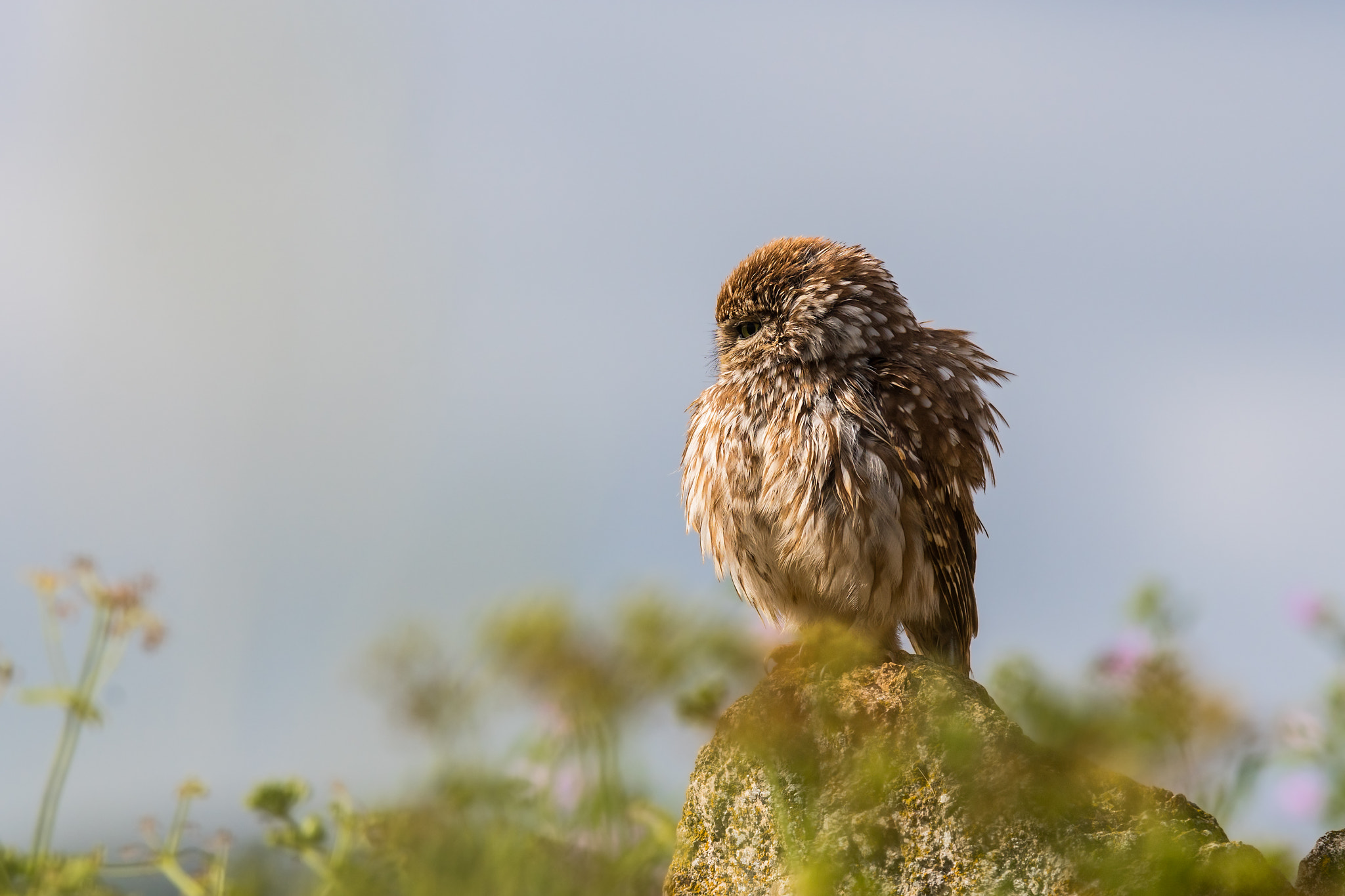 Sony ILCA-77M2 + Sony 300mm F2.8 G SSM II sample photo. Athene noctua photography