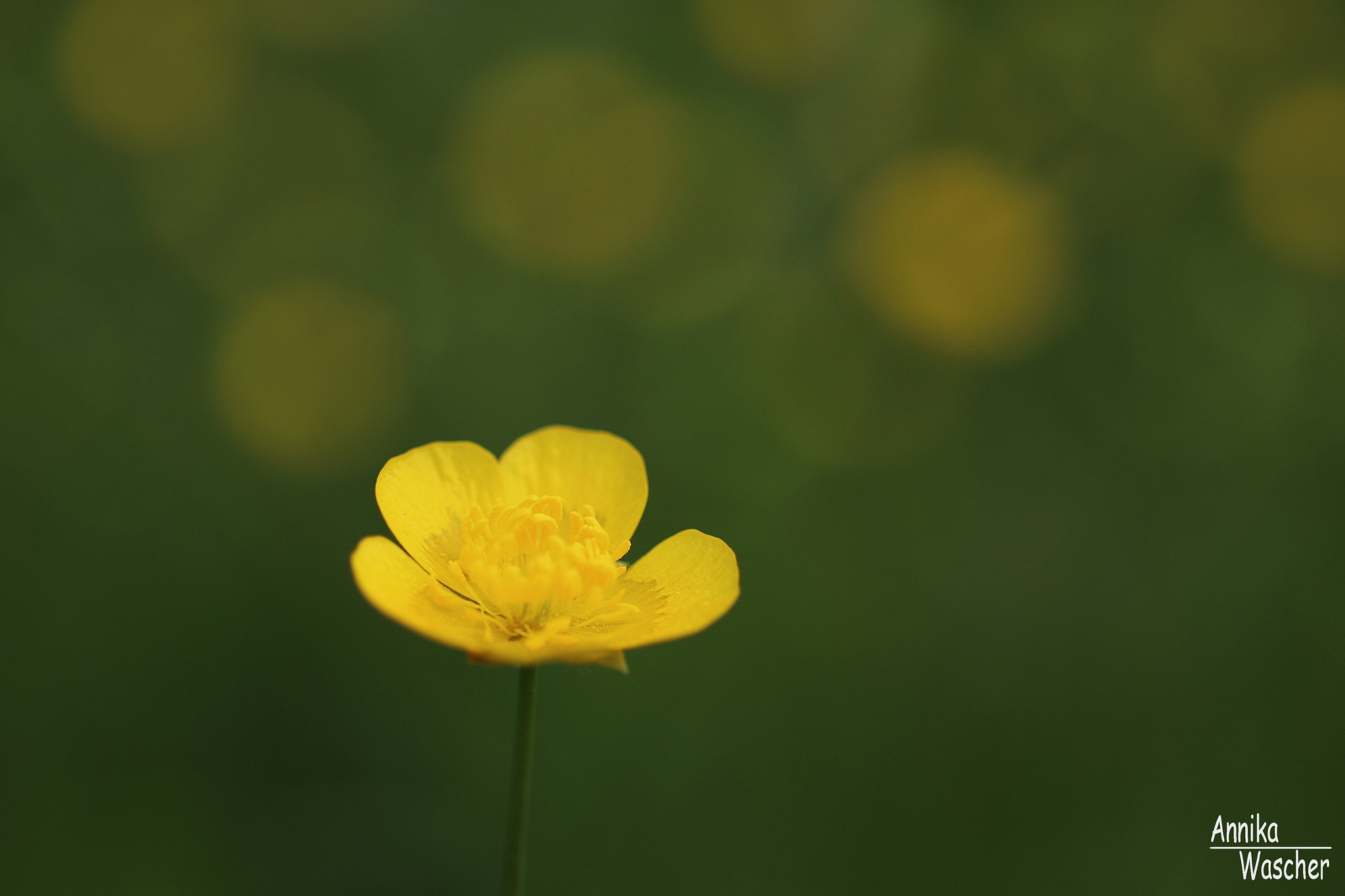 Canon EOS 70D + Sigma 18-50mm f/2.8 Macro sample photo. Burtercup photography