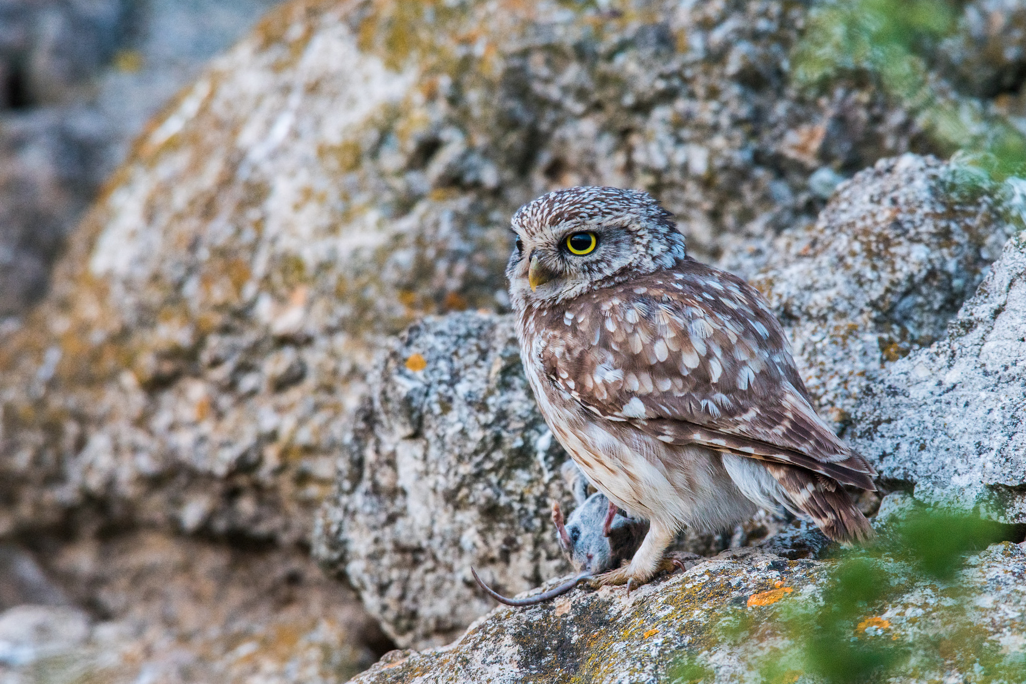 Sony ILCA-77M2 + Sony 300mm F2.8 G SSM II sample photo. Athene noctua photography