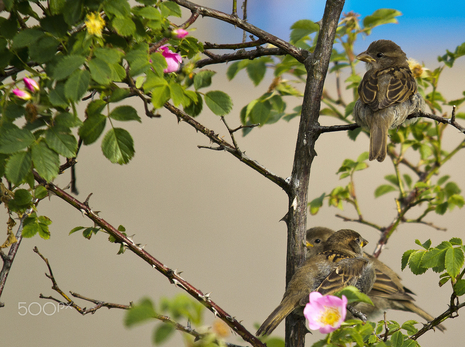 Canon EOS 60D + Sigma 100-300mm f/4 sample photo. Three little birds photography