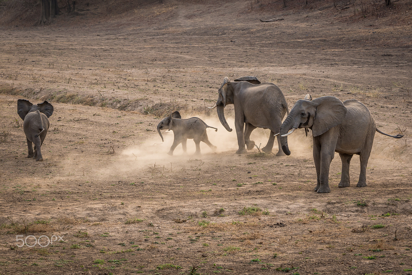 Nikon D600 sample photo. Elephant family.jpg photography