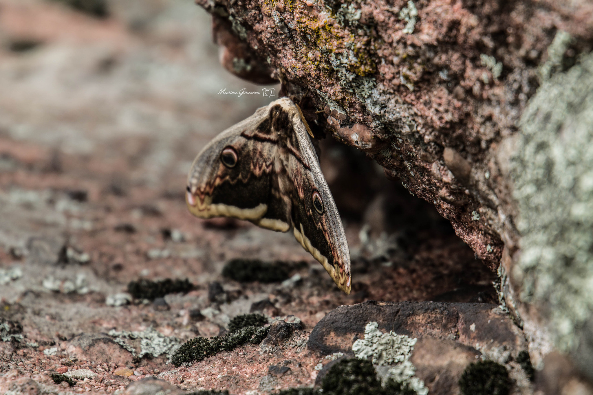 Canon EF 24-105mm F3.5-5.6 IS STM sample photo. Butterfly photography
