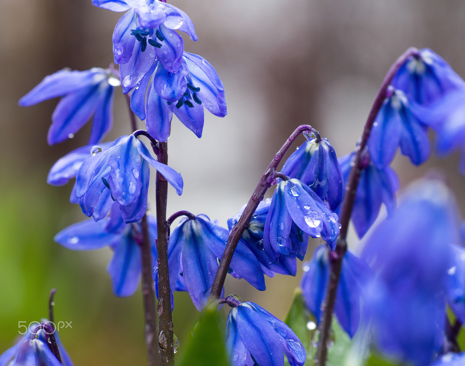 Sony SLT-A57 sample photo. A drop in flowers photography