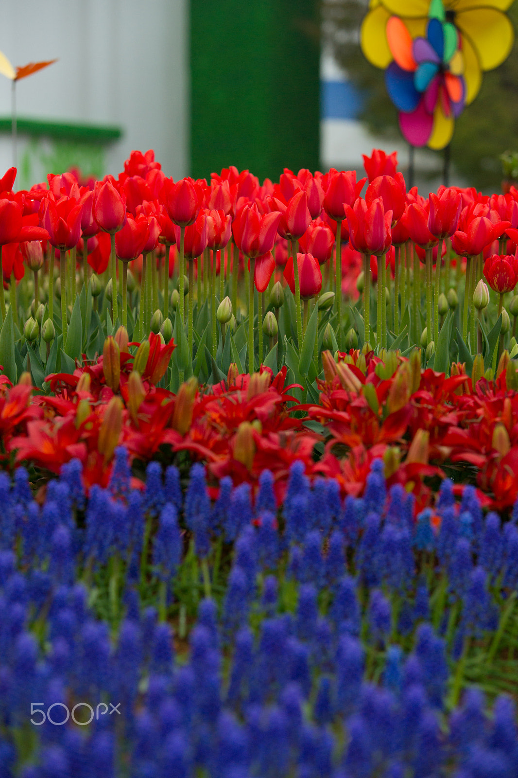 Sony Alpha DSLR-A850 + Tamron SP AF 70-200mm F2.8 Di LD (IF) MACRO sample photo. Flower's party photography