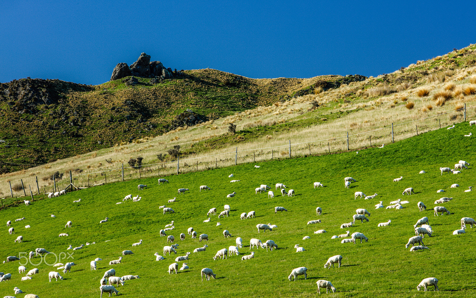Canon EOS 5DS R + Canon EF 70-200mm F2.8L IS USM sample photo. A herd of sheeps, new zealand. photography