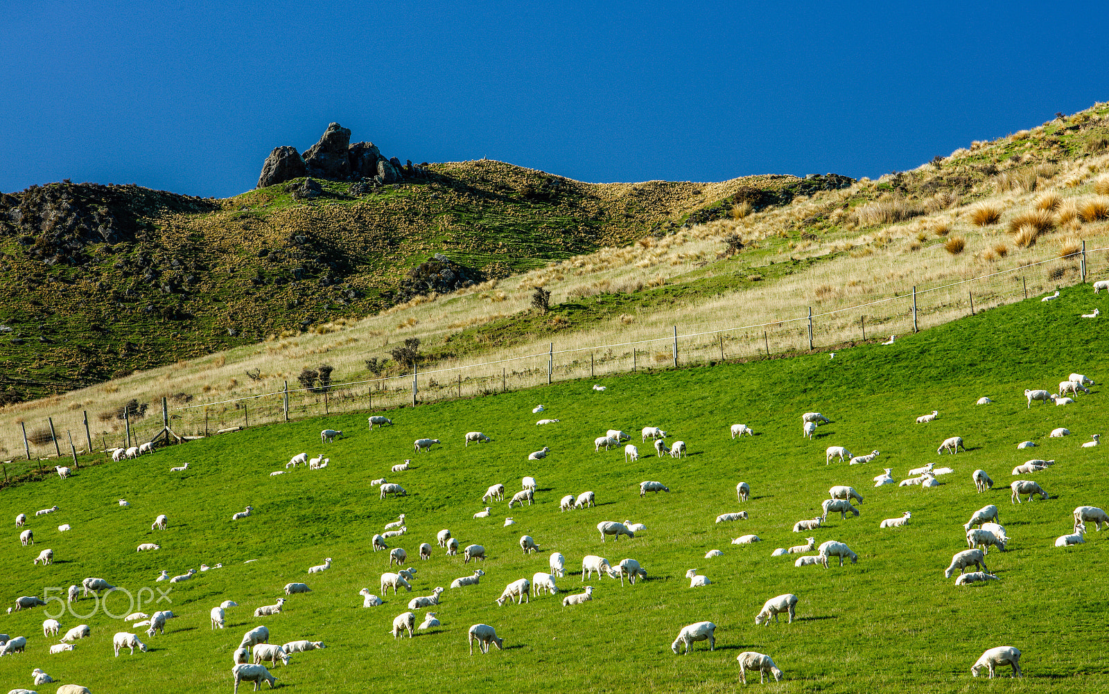 Canon EF 70-200mm F2.8L IS USM sample photo. A herd of sheeps, new zealand. photography