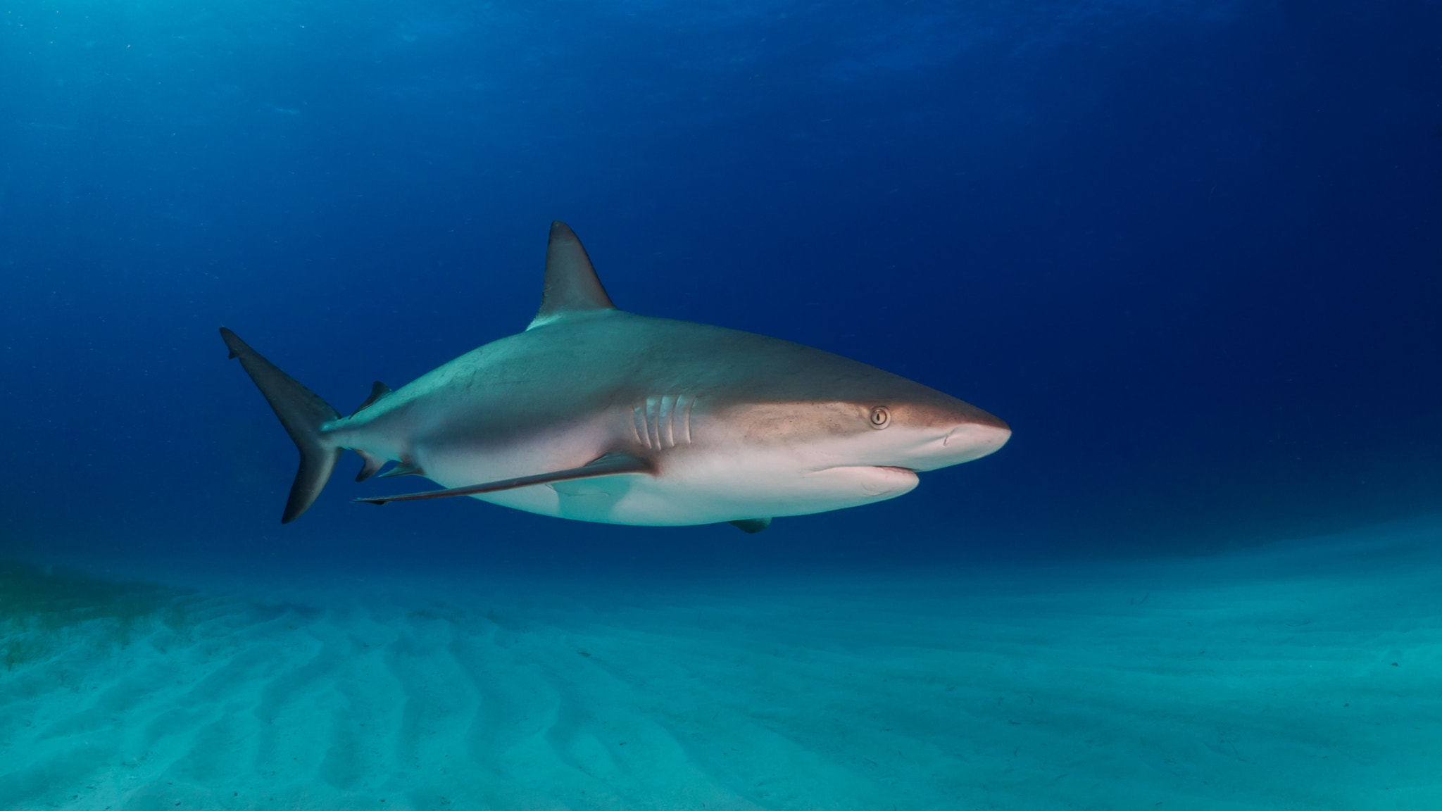 Olympus OM-D E-M1 + LUMIX G FISHEYE 8/F3.5 sample photo. Caribbean reef shark, fish tales, bahamas photography