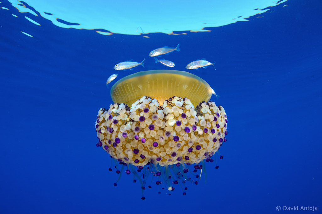 Mediterranean Jelly by David Antoja on 500px.com
