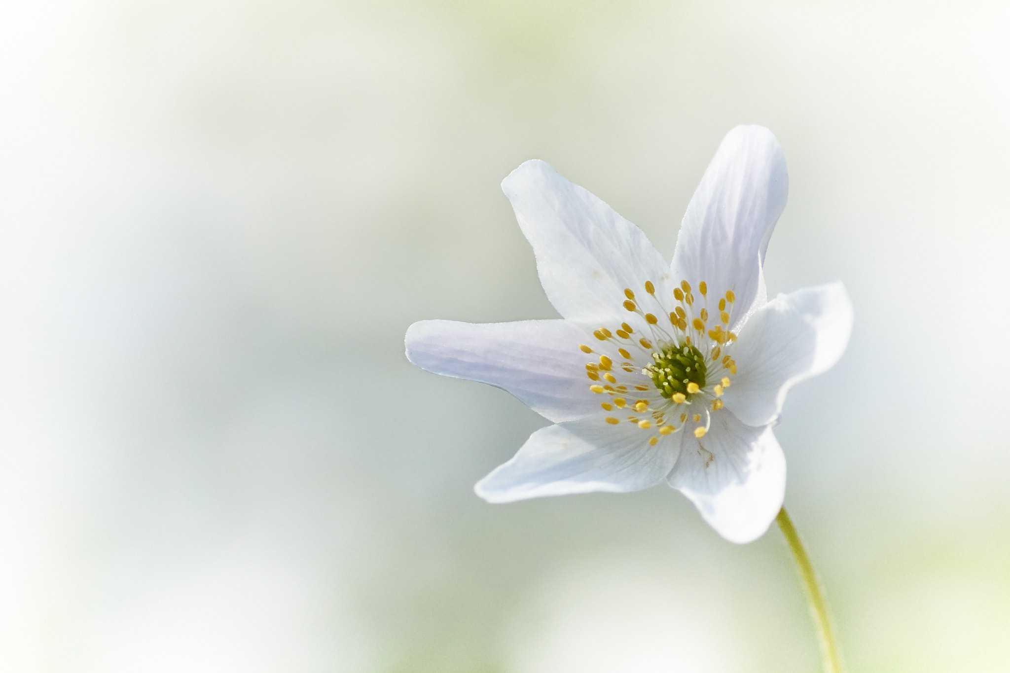 Sony SLT-A77 + Sony DT 55-200mm F4-5.6 SAM sample photo. Anemone nemorosa photography