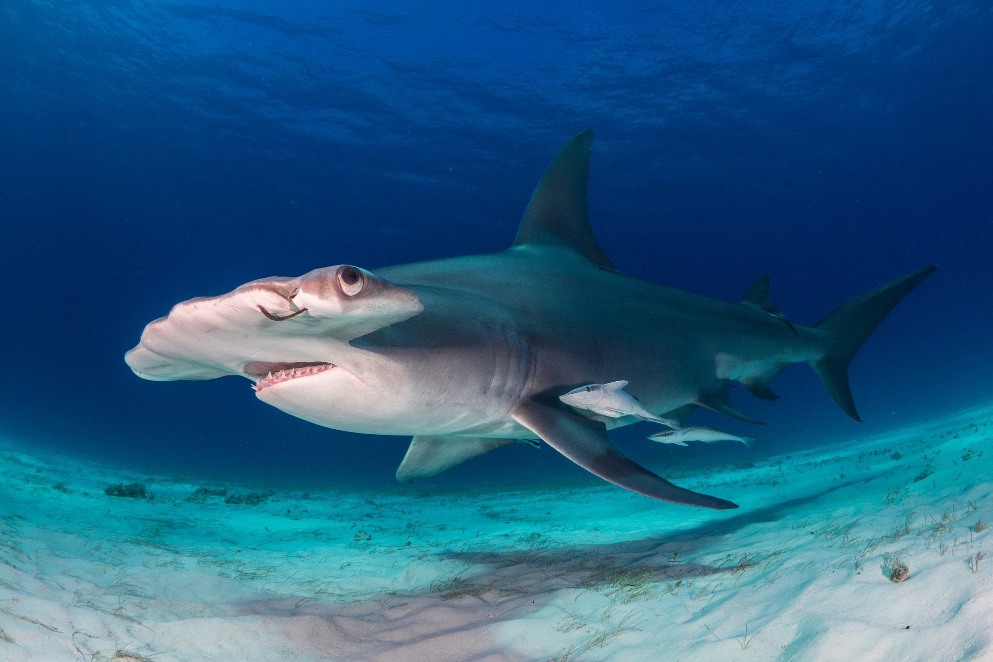 Olympus OM-D E-M1 + LUMIX G FISHEYE 8/F3.5 sample photo. Great hammerhead, bimini, bahamas photography