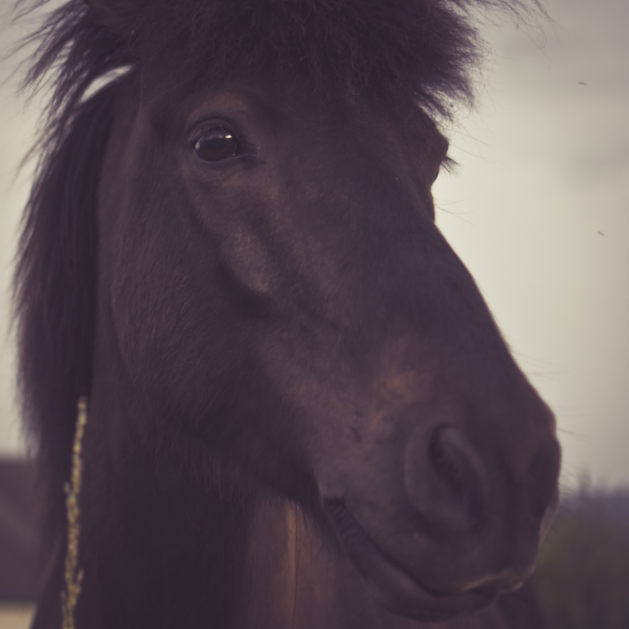 Sony E 35mm F1.8 OSS sample photo. Hay, what's going on? photography