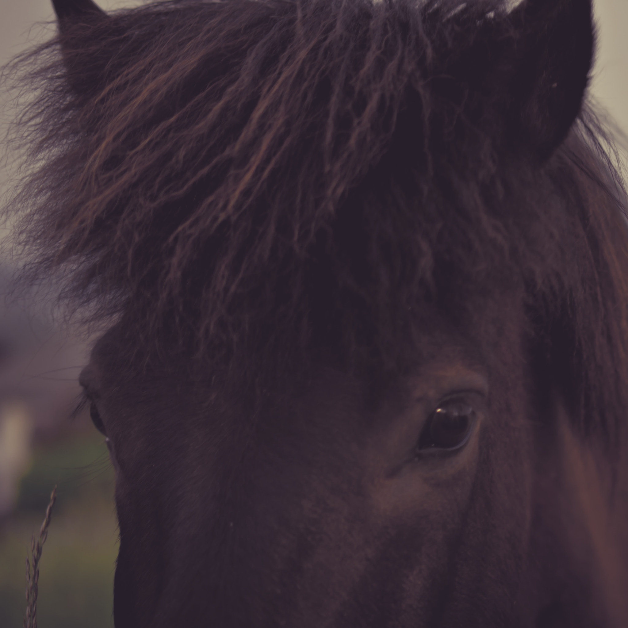Sony E 35mm F1.8 OSS sample photo. Horse head photography