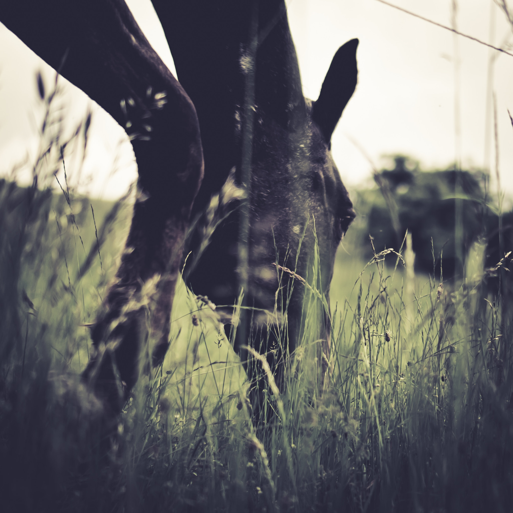 Sony E 35mm F1.8 OSS sample photo. Square series - horse grazing photography