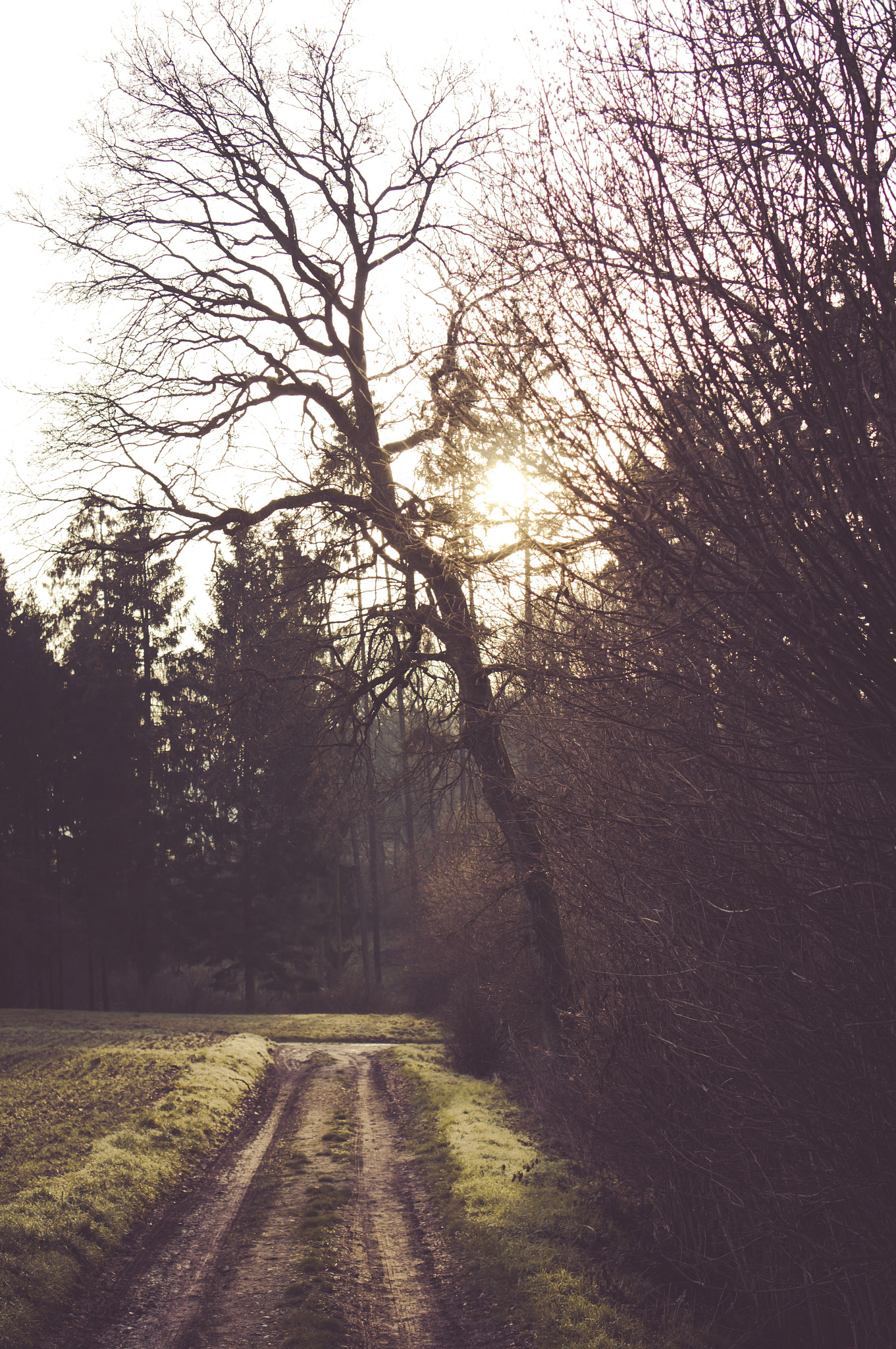 Sony E 35mm F1.8 OSS sample photo. Enter the forest photography